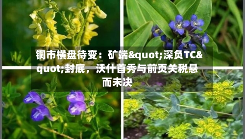 铜市横盘待变：矿端"深负TC"封底，沃什首秀与前页关税悬而未决